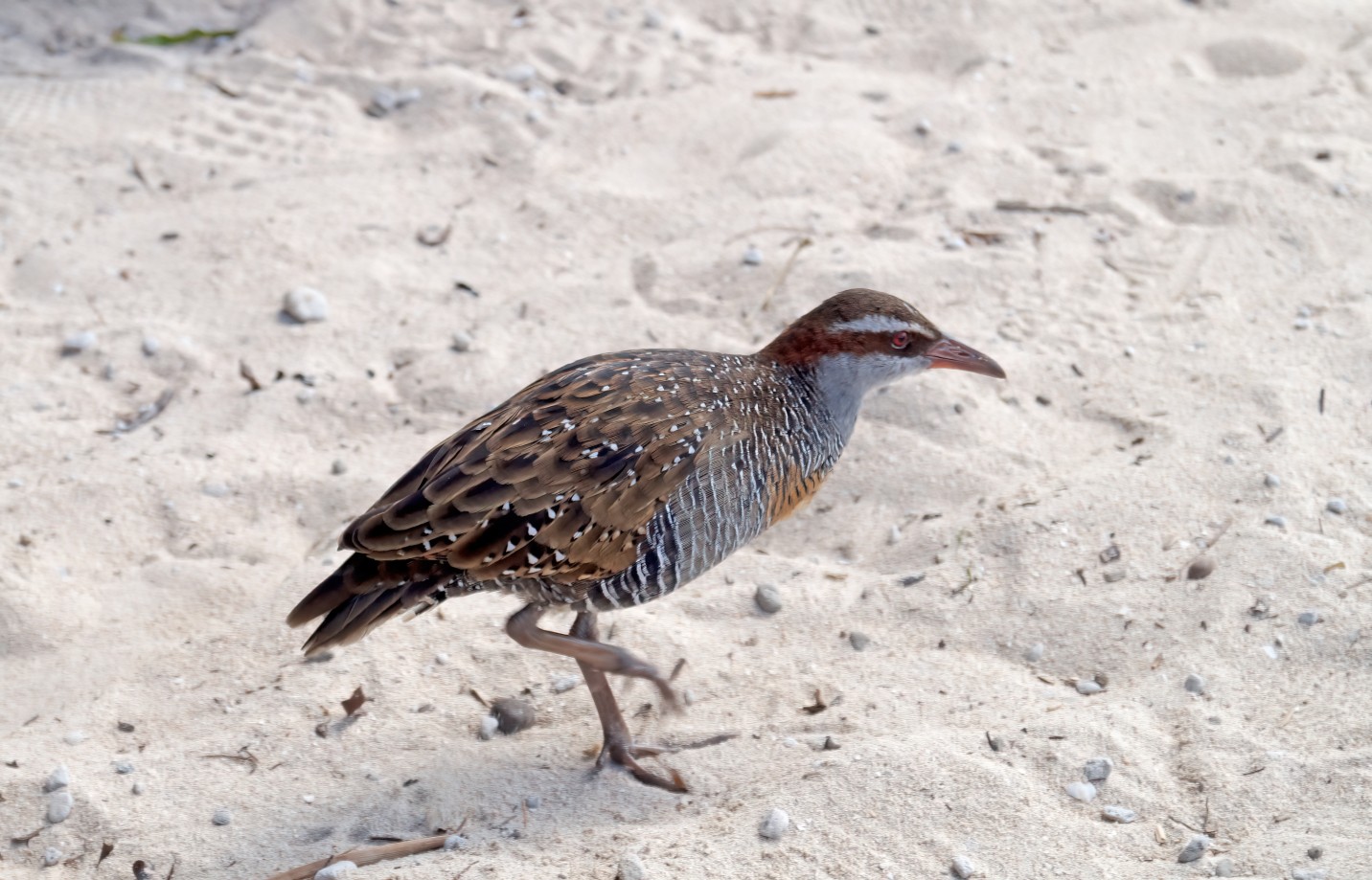 Birds
