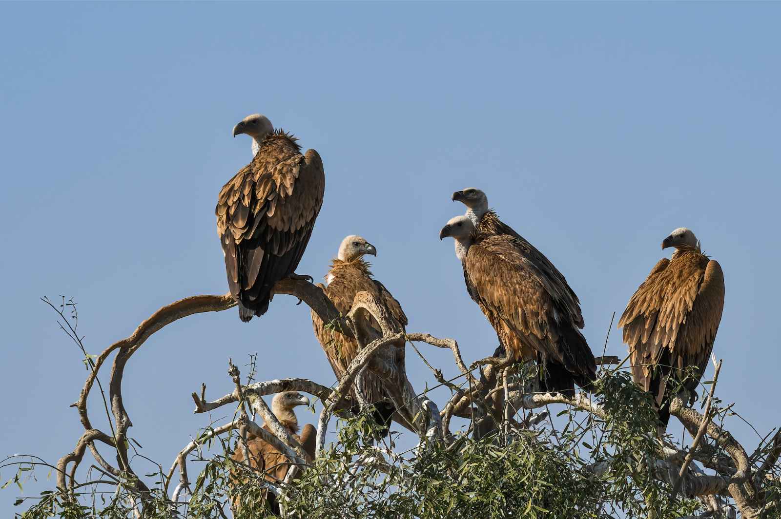 Birds