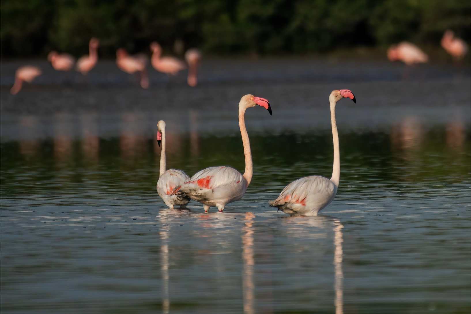 Birds