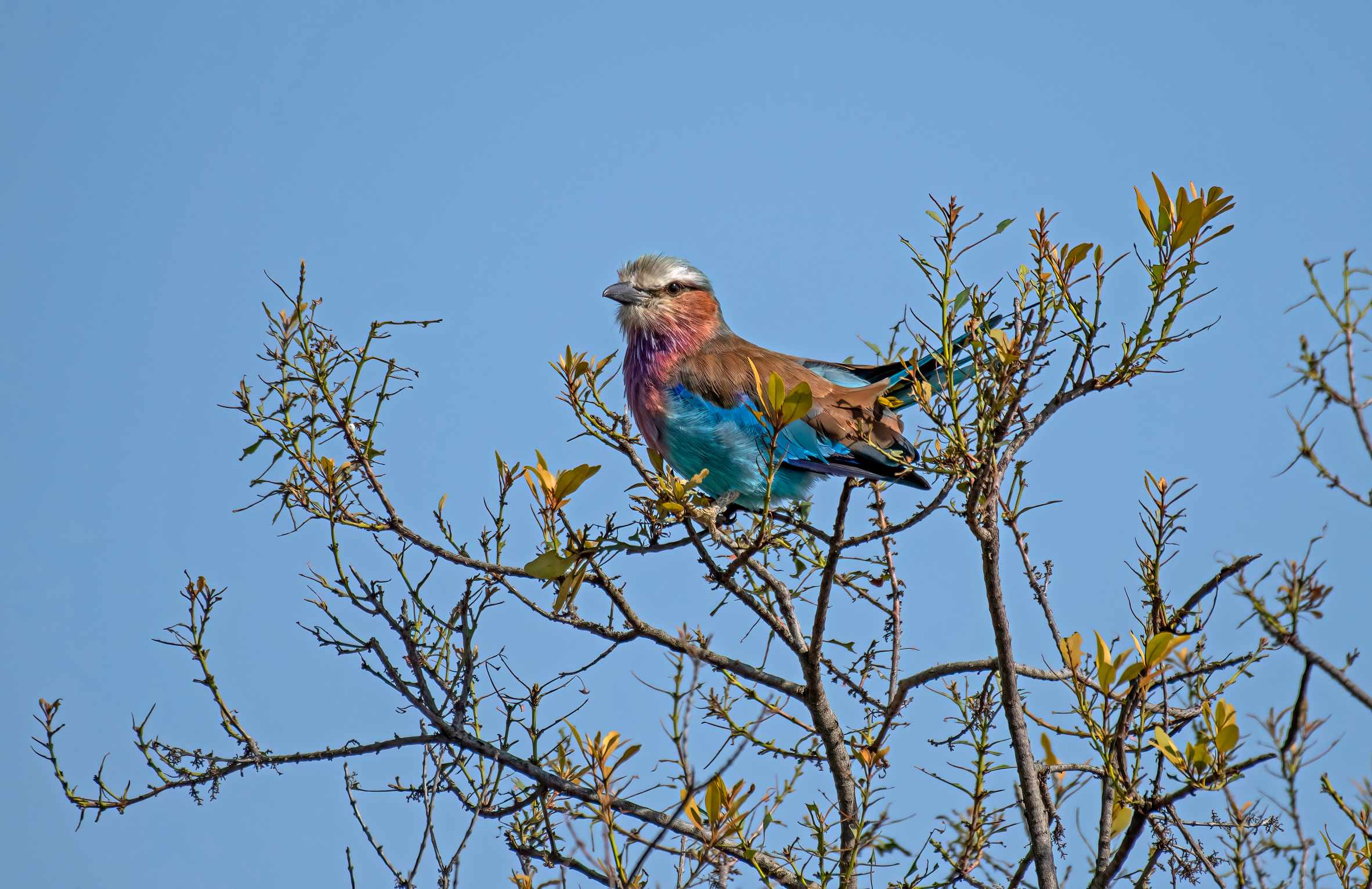 Birds