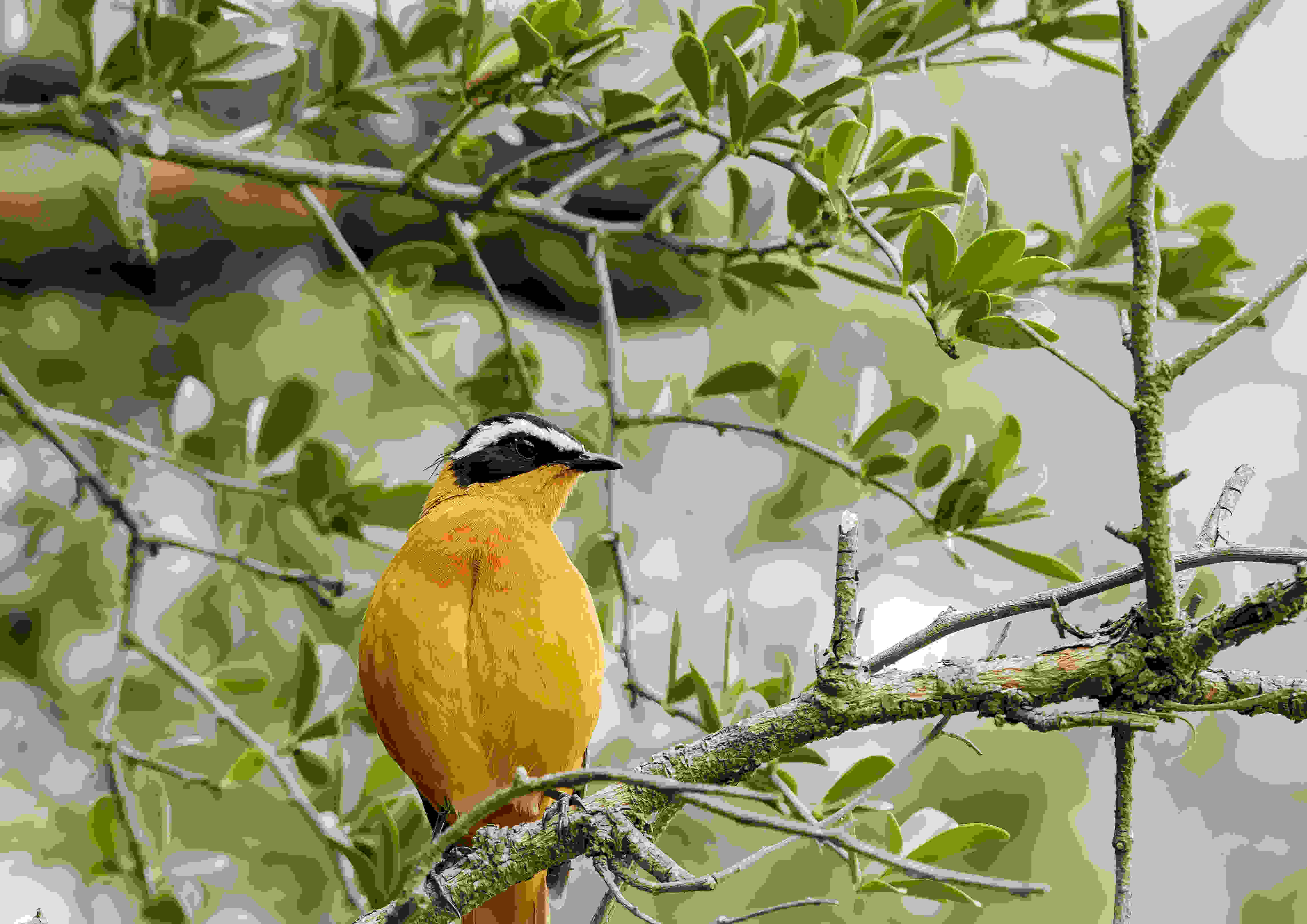 Birds
