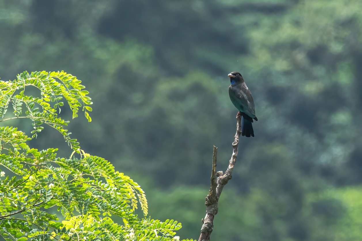 Birds