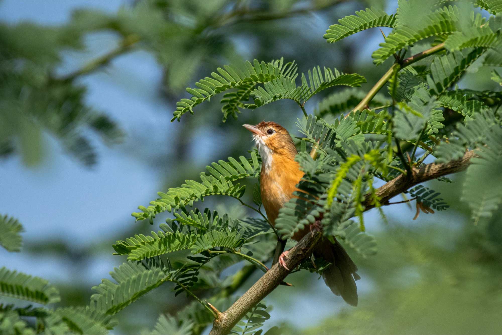 Birds