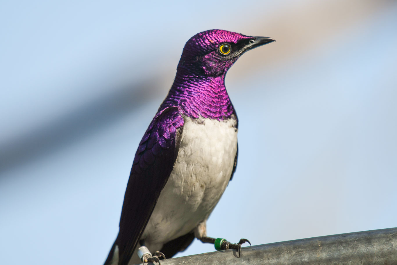 Birds