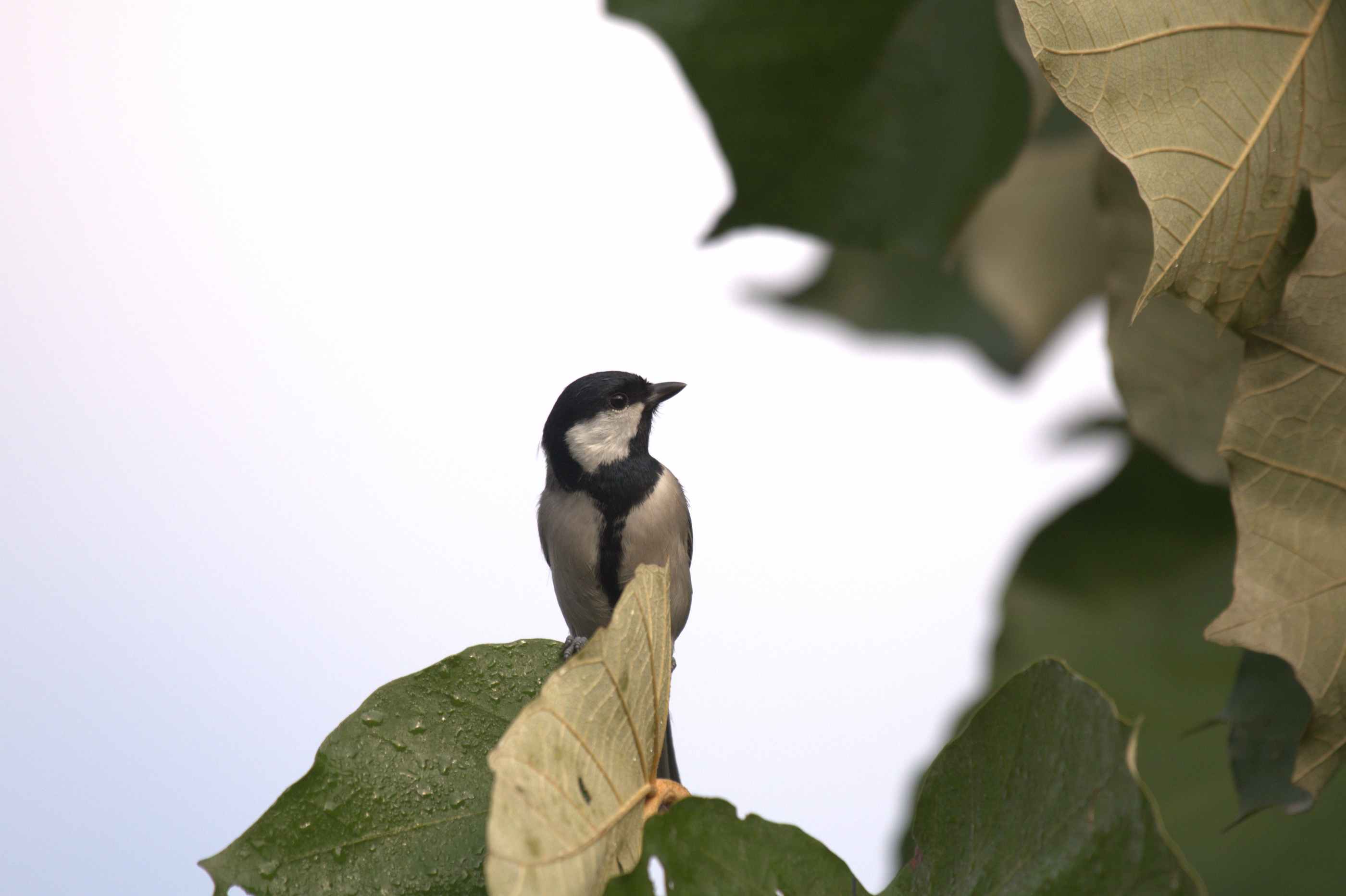 Birds