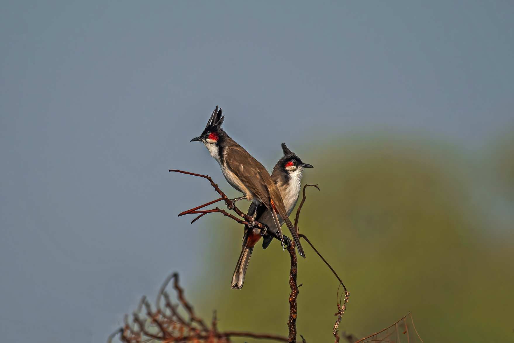 Birds
