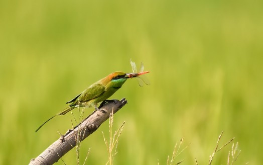 Green Bee-eater