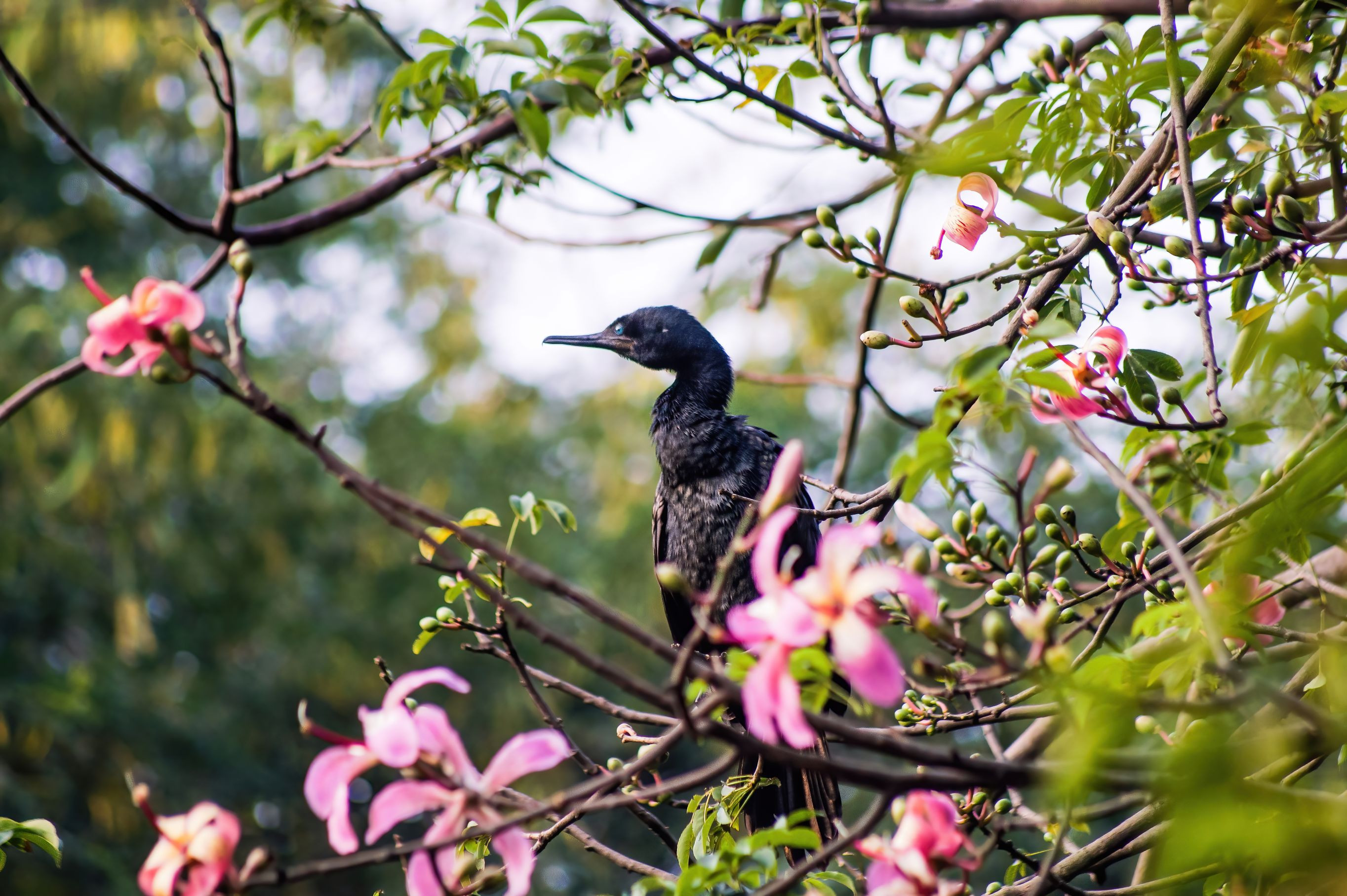Indian Cormorant (Phalacrocorax Fuscicollis)