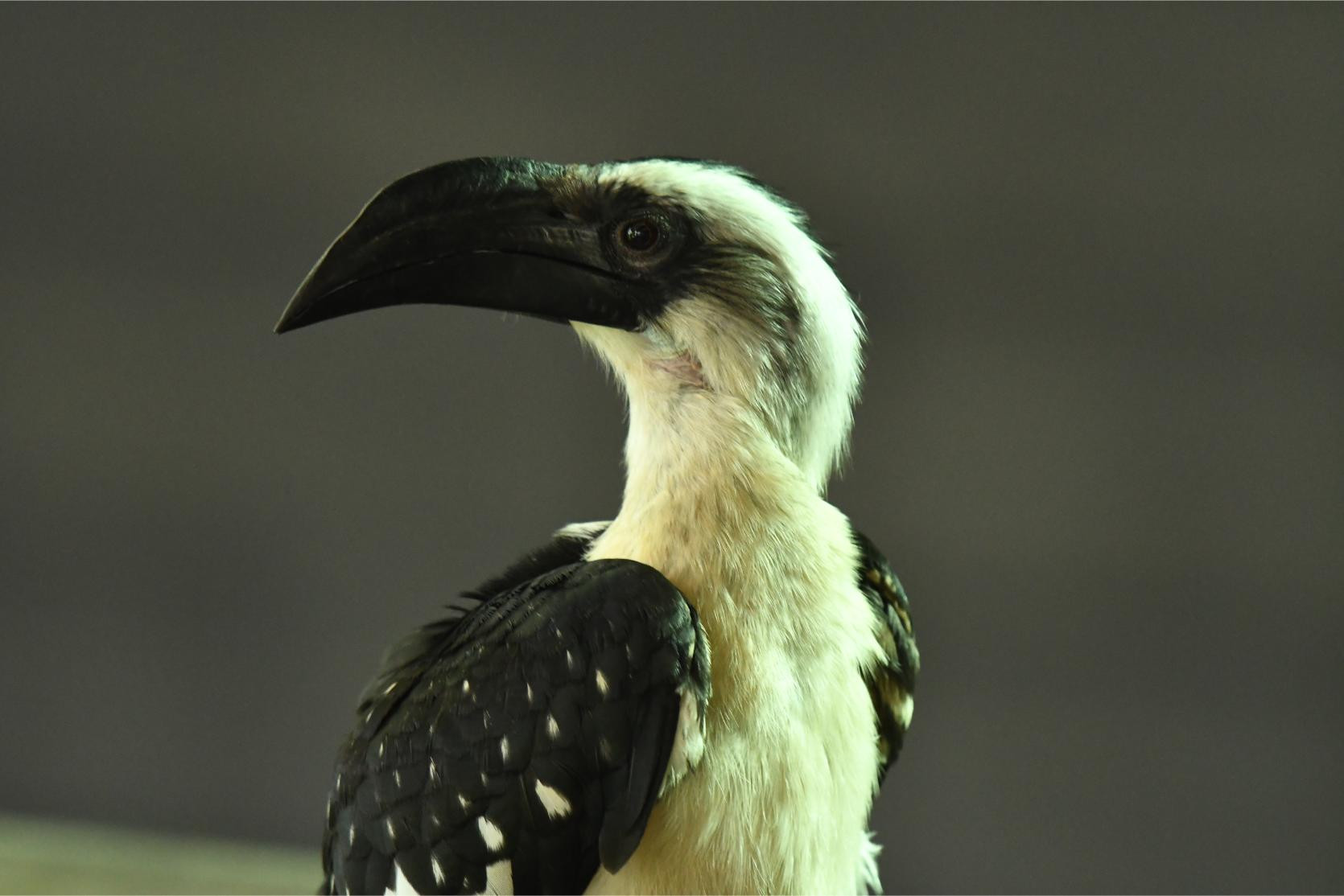 Von der Decken's Hornbill (female)