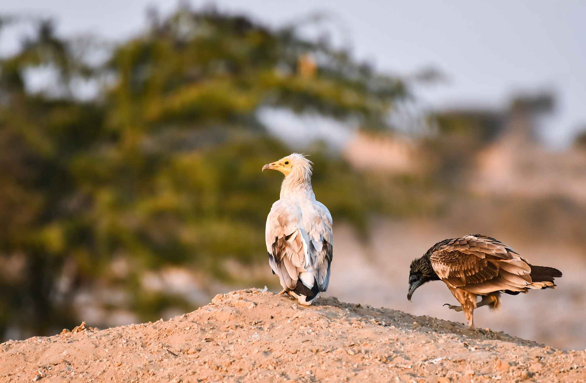 Egyptian Vulture (Neophron Percnopterus)