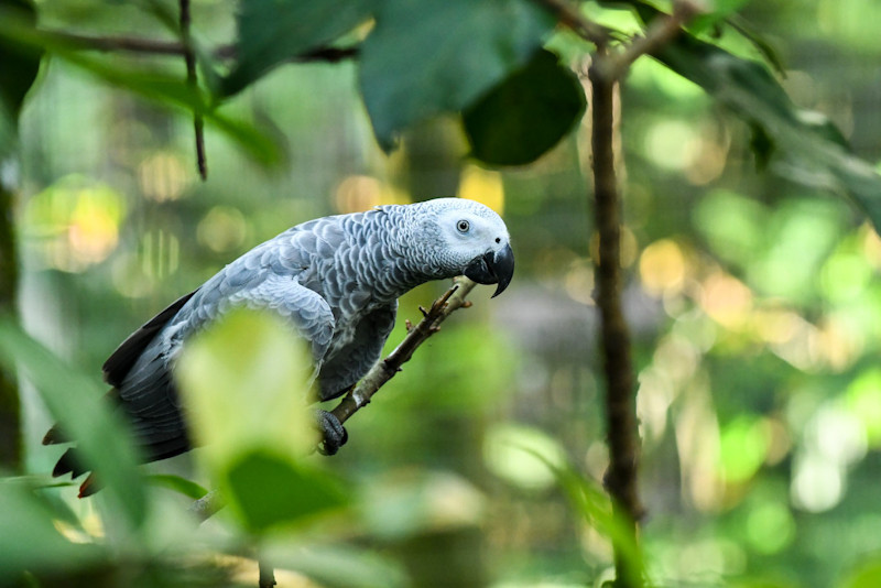 Grey Parrot (Psittacus Erithacus)