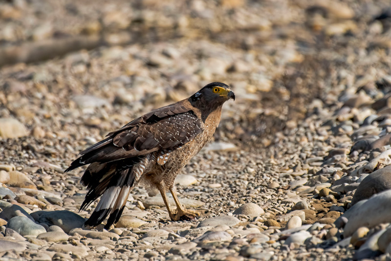 Crested Serpant Eagle (Spilornis Cheela)