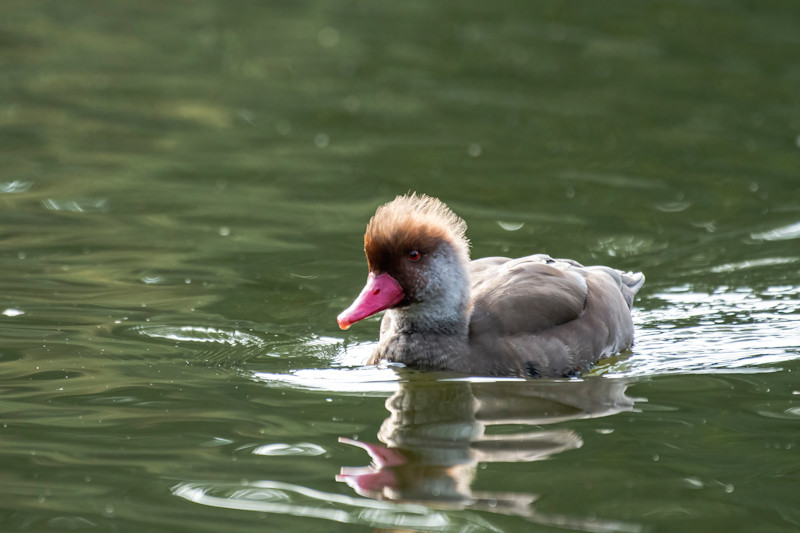 Common Pochard (Aythya Ferina)