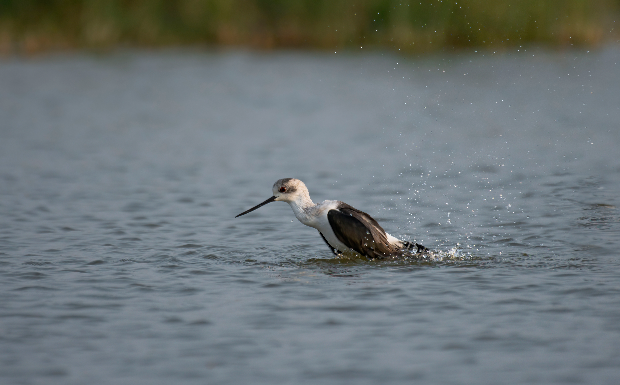 Black-winged Stilt (Himantopus Himantopus)