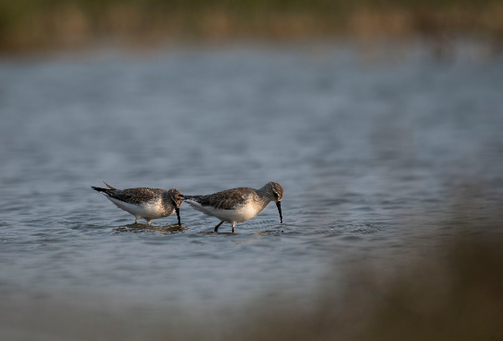 Curlew Sandpiper (Calidris Ferruginea)