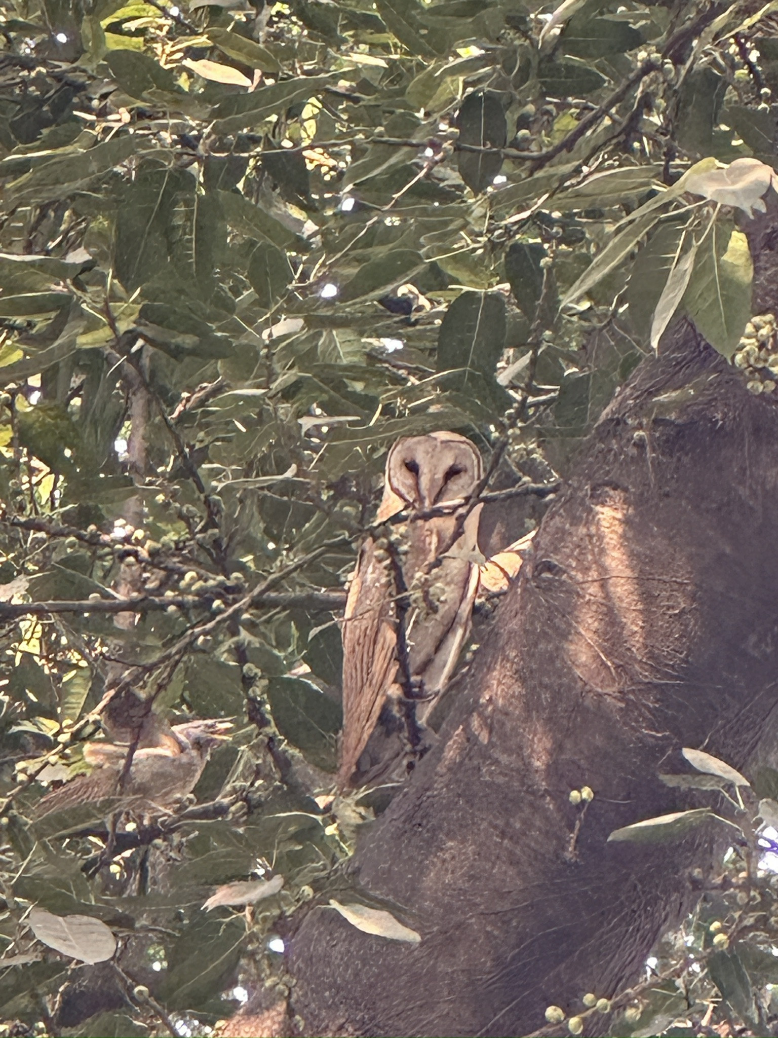 Barn Owl