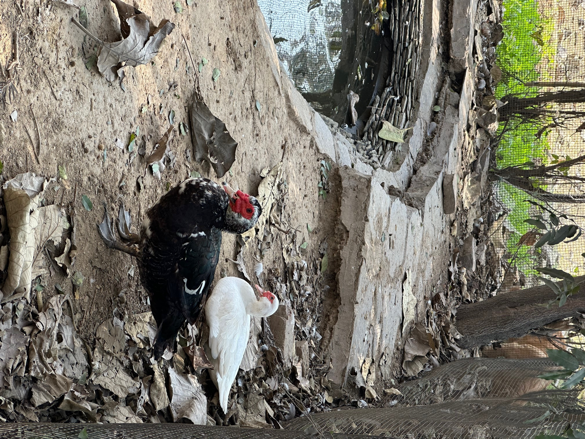Muscovy duck